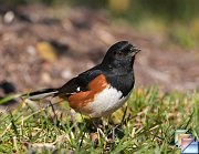 Eastern_Towhee