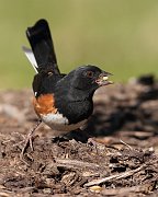 IMG_6817-c1-web * Eastern Towhee; Lincoln Park North Pond, Chicago * Eastern Towhee; Lincoln Park North Pond, Chicago