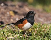 IMG_6826-c1-web * Eastern Towhee; Lincoln Park North Pond, Chicago * Eastern Towhee; Lincoln Park North Pond, Chicago