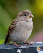 English_House_Sparrow