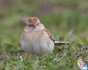 Field_Sparrow