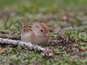 IMG_6471-c1-web * Field Sparrow; Lincoln Park North Pond, Chicago * Field Sparrow; Lincoln Park North Pond, Chicago