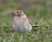 IMG_6482-c1-web * Field Sparrow; Lincoln Park North Pond, Chicago * Field Sparrow; Lincoln Park North Pond, Chicago