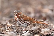 IMG_5159-c1-web * Fox Sparrow; Montrose Point, Chicago * Fox Sparrow; Montrose Point, Chicago
