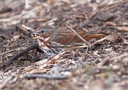 IMG_8428-c1-web * Fox Sparrow; Montrose Point, Chicago * Fox Sparrow; Montrose Point, Chicago