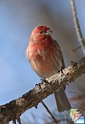 House_Finch