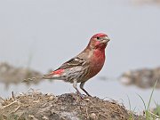 IMG_5806-alt-web * House Finch; Midewin Tallgrass Prairie, Joliet * House Finch; Midewin Tallgrass Prairie, Joliet