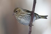 IMG_8222-web * Pine Siskin; Chicago Botanic Garden * Pine Siskin; Chicago Botanic Garden