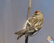 Redpoll