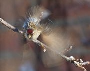 IMG_7298-web * Common Redpoll; Chicago Botanic Gardens * Common Redpoll; Chicago Botanic Gardens