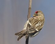 IMG_7332-alt2-web * Common Redpoll; Chicago Botanic Gardens * Common Redpoll; Chicago Botanic Gardens