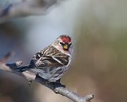 IMG_7770-web * Common Redpoll; Chicago Botanic Garden * Common Redpoll; Chicago Botanic Garden