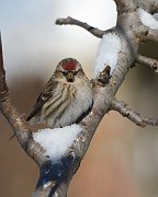 IMG_7801-web * Common Redpoll; Chicago Botanic Garden * Common Redpoll; Chicago Botanic Garden