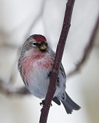 IMG_8420-web * Common Redpoll; Chicago Botanic Garden * Common Redpoll; Chicago Botanic Garden