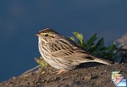 Savannah_Sparrow
