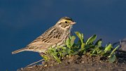 IMG_9092-alt-web * Savannah Sparrow; Lincoln Park North Pond * Savannah Sparrow; Lincoln Park North Pond