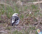 Snow_Bunting