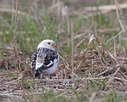 IMG_6859-web * Snow Bunting; Montrose Point * Snow Bunting; Montrose Point