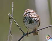 Song_Sparrow