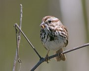 IMG_4852-web * Song Sparrow; McHenry Dam * Song Sparrow; McHenry Dam