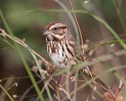 IMG_5155-web * Song Sparrow; Montrose Point * Song Sparrow; Montrose Point