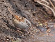IMG_7648-c1-alt-web * Swamp Sparrow; Lincoln Park North Pond * Swamp Sparrow; Lincoln Park North Pond