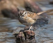 IMG_7676-c1-web * Swamp Sparrow; Lincoln Park North Pond * Swamp Sparrow; Lincoln Park North Pond