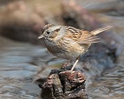 IMG_7677-c1-web * Swamp Sparrow; Lincoln Park North Pond * Swamp Sparrow; Lincoln Park North Pond