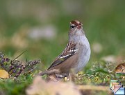 White-crowned_Sparrow