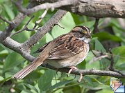 White-throated_Sparrow