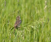 IMG_5925-c1-web * Savanna Sparrow; Rollins Savanna. * Savanna Sparrow; Rollins Savanna.