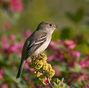 IMG_3957-web * Least Flycatcher; Montrose Point Sanctuary. * Least Flycatcher; Montrose Point Sanctuary.