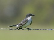 IMG_5836-web * Eastern Kingbird; Midewin Tallgrass Prairie. * Eastern Kingbird; Midewin Tallgrass Prairie.