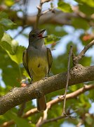 IMG_7632-c1-web * Yellow-bellied Flycatcher; Plum Creek. * Yellow-bellied Flycatcher; Plum Creek.