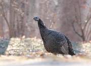 IMG_4000-c1-web * Wild Turkey * Wild Turkey
