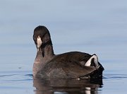 IMG_6194-c1-web * American Coot; Rollins Savanna, Grayslake. * American Coot; Rollins Savanna, Grayslake.