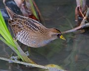 IMG_3697_new-web * Sora; Lincoln Park North Pond. * Sora; Lincoln Park North Pond.
