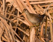 IMG_6313-alt2-web * Sora; Rollins Savanna * Sora; Rollins Savanna