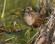 IMG_6410-web * Sora; Rollins Savanna * Sora; Rollins Savanna