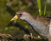 IMG_6852-web * Sora; Rollins Savanna * Sora; Rollins Savanna