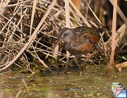 Virginia_Rail