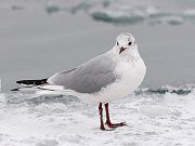 IMG_1946-c1-web * Black-headed Gull; Montrose Harbor. * Black-headed Gull; Montrose Harbor.