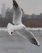 IMG_2027-c1-web * Black-headed Gull; Montrose Harbor. * Black-headed Gull; Montrose Harbor.