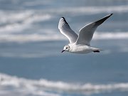 IMG_2209-c1-web * Black-headed Gull; Montrose Harbor. * Black-headed Gull; Montrose Harbor.