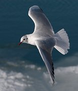 IMG_2293-c1-web * Black-headed Gull; Montrose Harbor. * Black-headed Gull; Montrose Harbor.