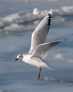 IMG_2367-c1-web * Black-headed Gull; Montrose Harbor. * Black-headed Gull; Montrose Harbor.