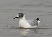 IMG_7419-c1 * Bonaparte's Gull * Bonaparte's Gull