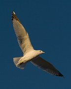 IMG_6585-web * Ring-billed Gull; Montrose. * Ring-billed Gull; Montrose.