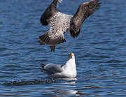 IMG_8011-web * Ring-billed Gulls (adult and juvenile) scrapping over a fish; Lincoln Park North Pond. * Ring-billed Gulls (adult and juvenile) scrapping over a fish; Lincoln Park North Pond.