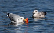IMG_8033-c1-web * Ring-billed Gulls (adult and juvenile) scrapping over a fish; Lincoln Park North Pond. * Ring-billed Gulls (adult and juvenile) scrapping over a fish; Lincoln Park North Pond.
